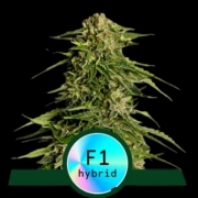 Epsilon F1 Autoflowering cannabis flower bud by Royal Queen Seeds