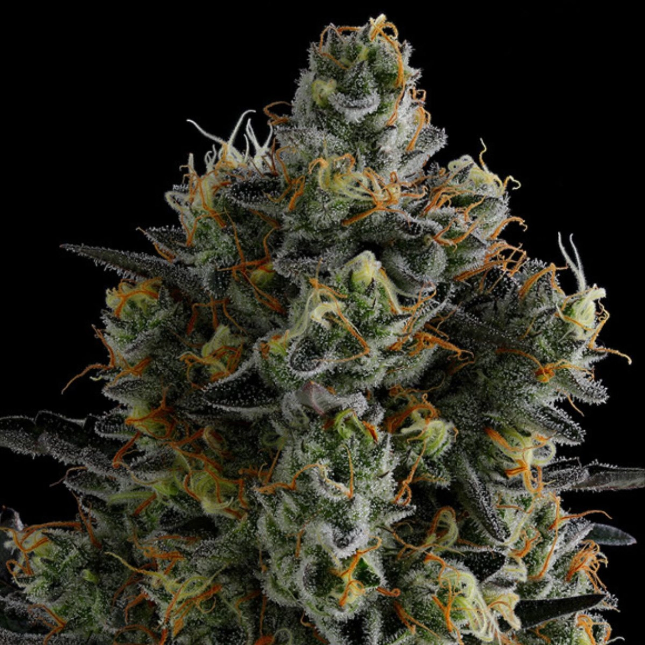 Zoomiez – Anesia Seeds – Feminized