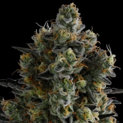 Zoomiez Feminized cannabis flower bud by Anesia Seeds