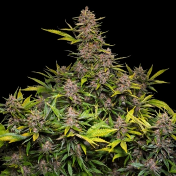 Auto Forbidden Cherry Autoflowering cannabis flower bud by Dutch Passion