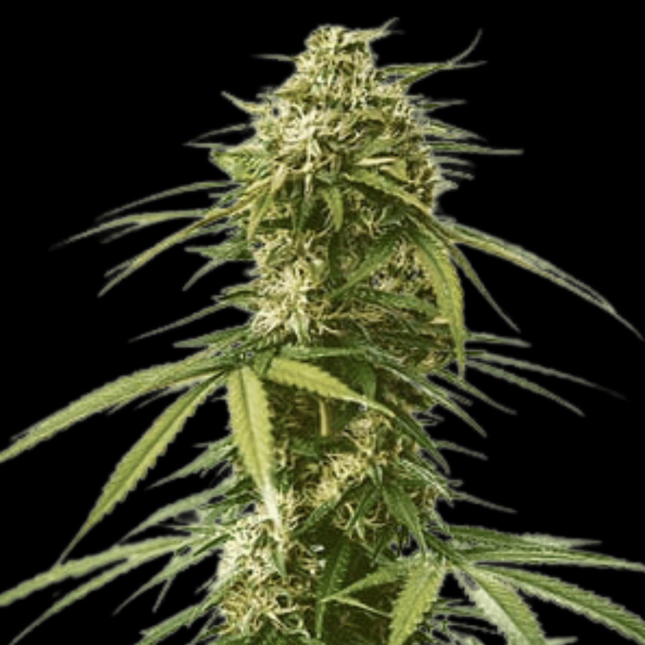 Gushers – Royal Queen Seeds – Feminized
