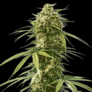 Gushers Feminized cannabis flower bud by Royal Queen Seeds