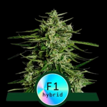 Titan F1 Automatic Autoflowering cannabis flower bud by Royal Queen Seeds