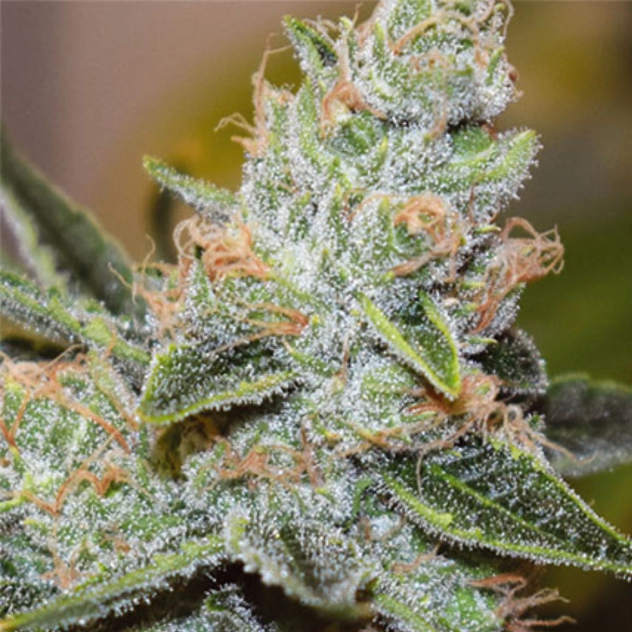 Wedding Cake x Triple OG – Vision Seeds – Feminized