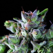 Gorila Feminized cannabis flower bud by Pyramid Seeds