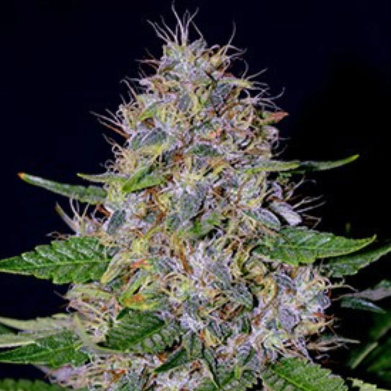 G13 Labs Apple Crumble – G13 Labs – Feminized