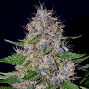 G13 Labs Apple Crumble Feminized cannabis flower bud by G13 Labs Seeds
