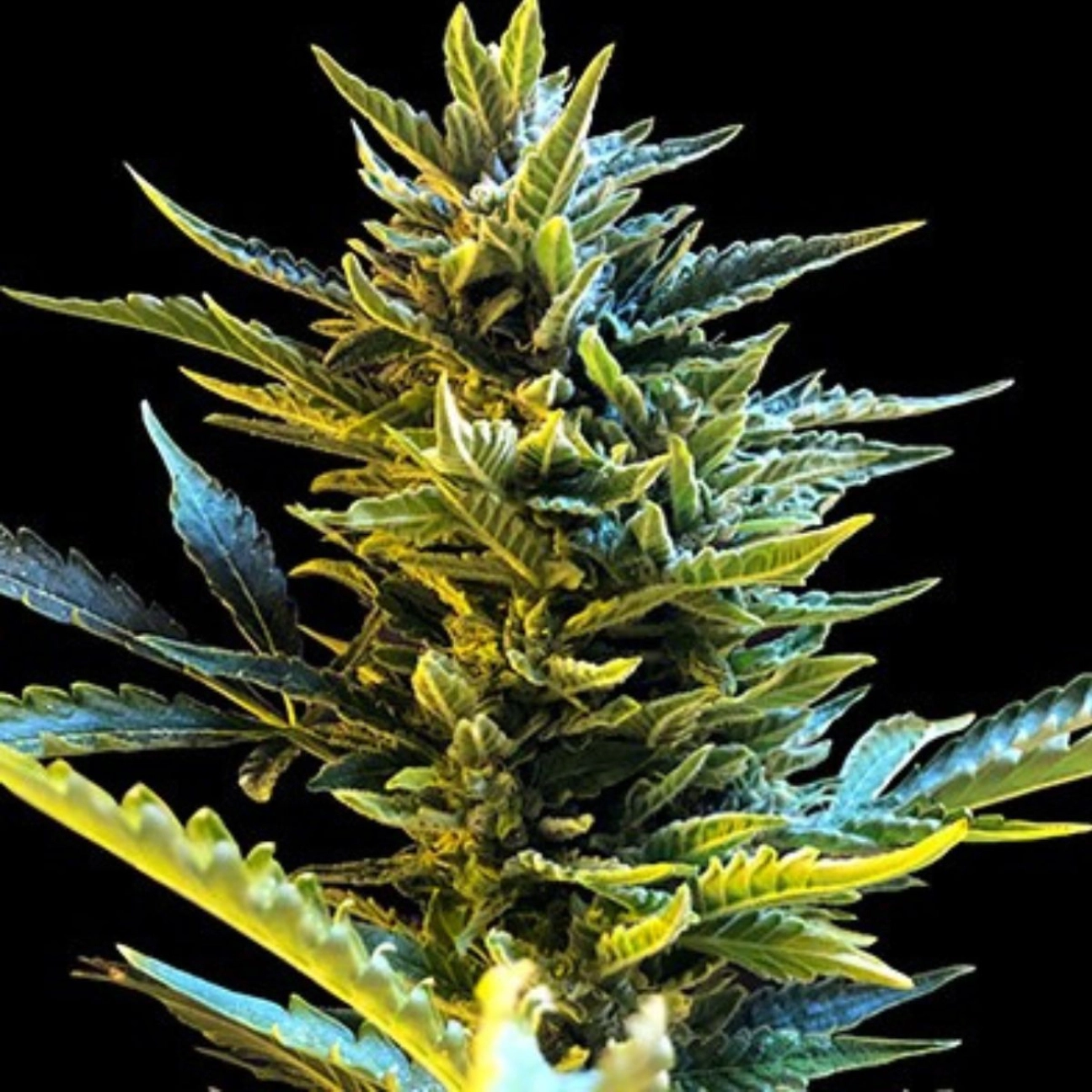 Bride Cake Auto – G13 Labs – Autoflowering