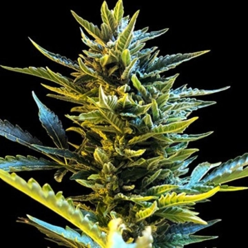 Bride Cake Auto Autoflowering cannabis flower bud by G13 Labs Seeds