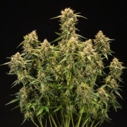 Medusa F1 Auto Autoflowering cannabis flower bud by Royal Queen Seeds