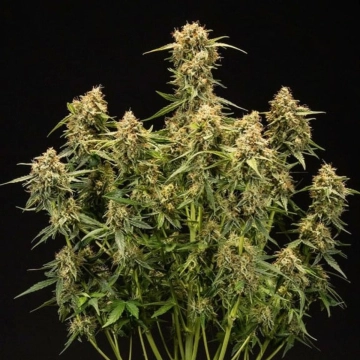 Medusa F1 Auto Autoflowering cannabis flower bud by Royal Queen Seeds