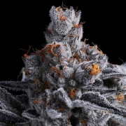 High MARS Feminized cannabis flower bud by Anesia Seeds