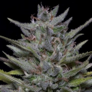 Trippy Pebbles Feminized cannabis flower bud by Bighead Seeds