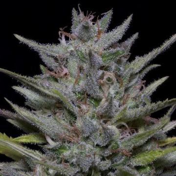Trippy Pebbles Feminized cannabis flower bud by Bighead Seeds