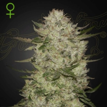 HighCloudZ Auto Autoflowering cannabis flower bud by Greenhouse Seed Co
