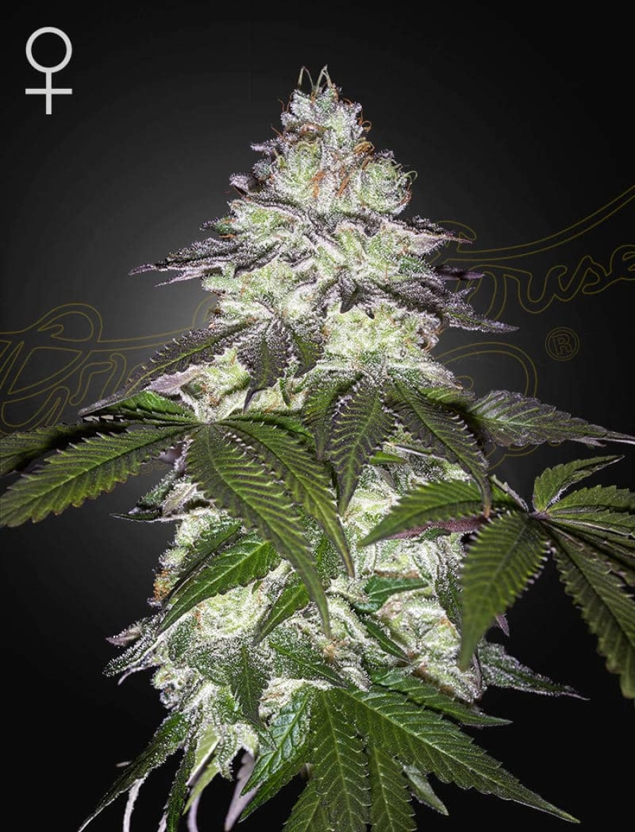 MILKY DREAMS – Greenhouse Seed Co – Feminized