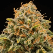 TRITON BISCOTTO LIME® Feminized cannabis flower bud by Seed Stockers