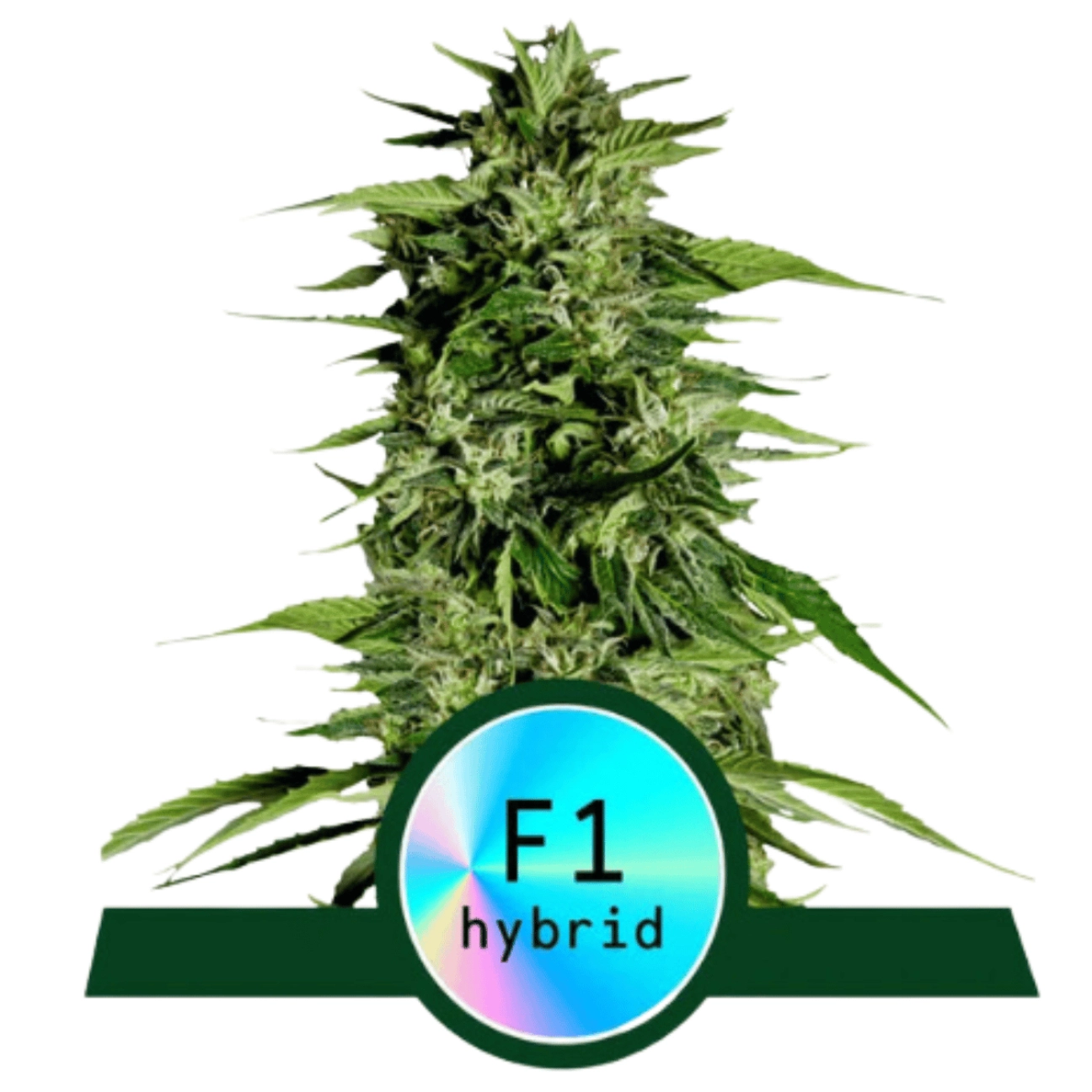 Hyperion F1 Auto – Royal Queen Seeds – Autoflowering