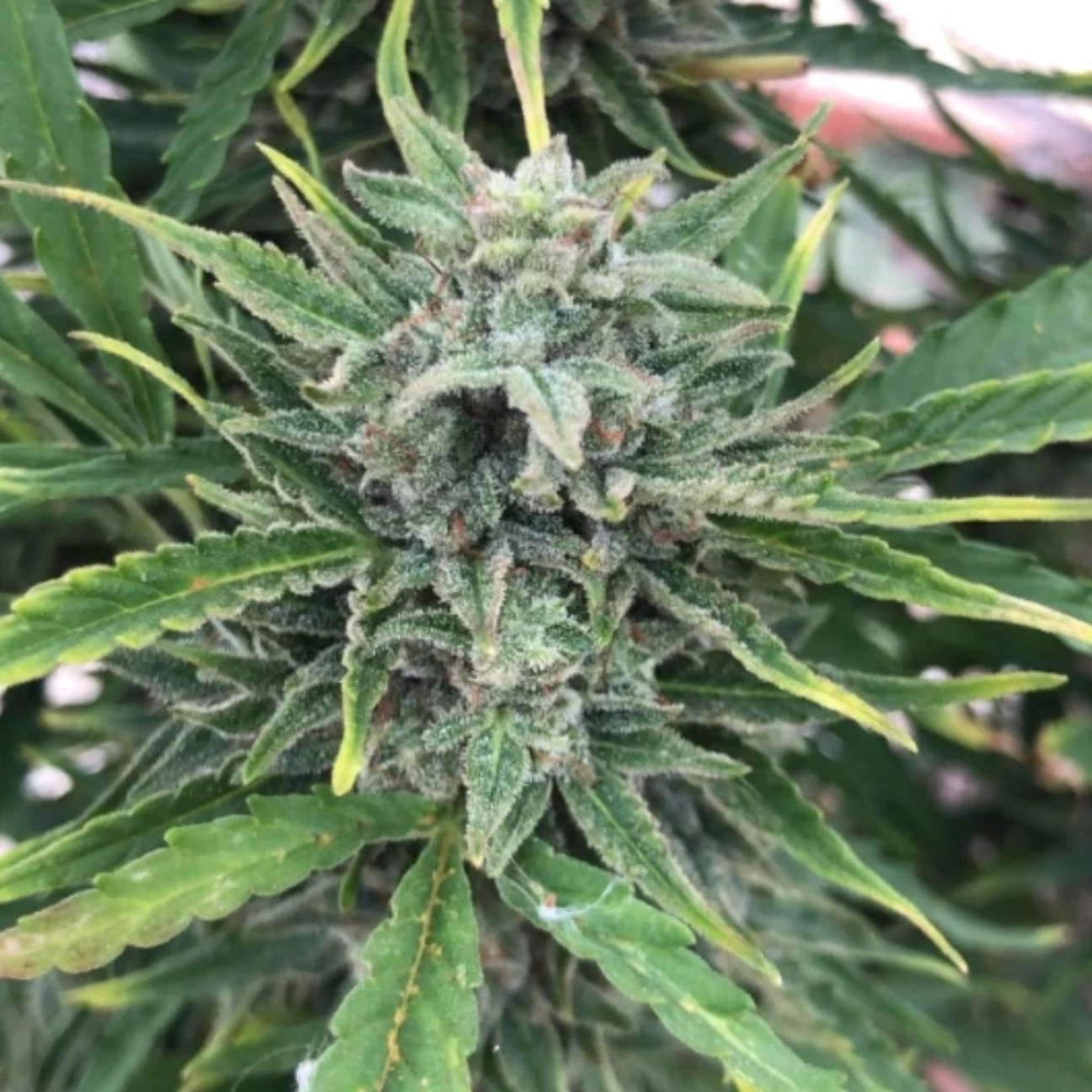 Black Apple Fritter – TasteBudz – Autoflowering