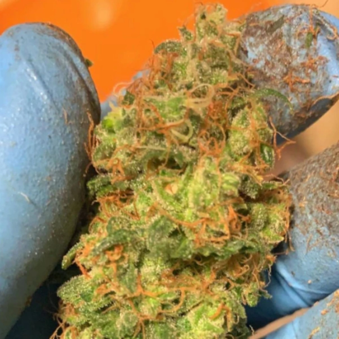 Orange Mooncake – TasteBudz – Feminized