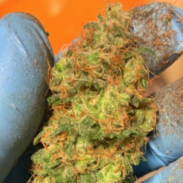 Orange Mooncake Feminized cannabis flower bud by TasteBudz