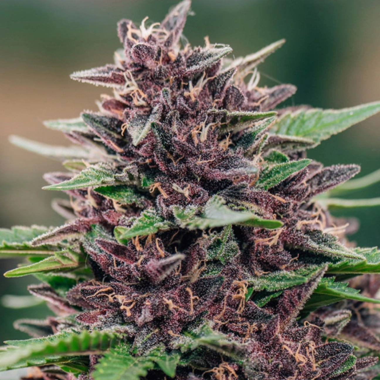 Toffee Pudding Auto – Anesia Seeds – Autoflowering
