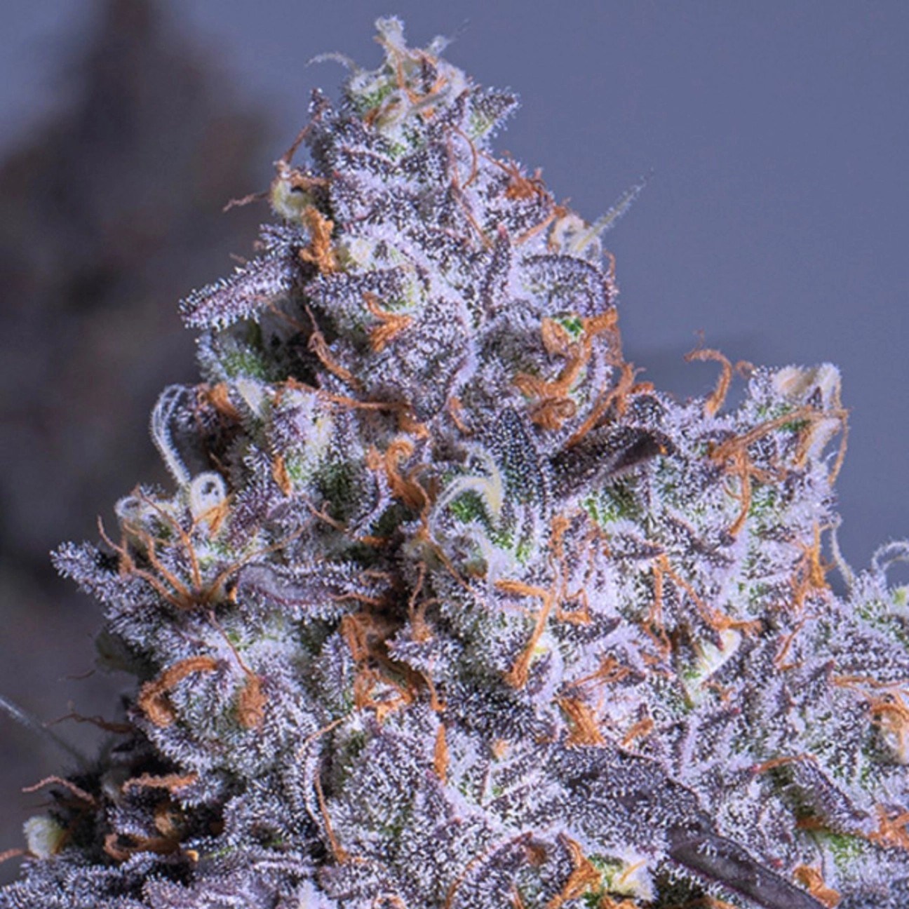 Frozen Black Cherry Auto – Anesia Seeds – Autoflowering
