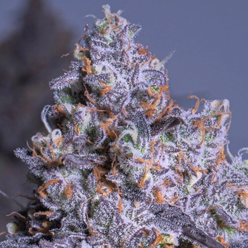 Frozen Black Cherry Auto Autoflowering cannabis flower bud by Anesia Seeds