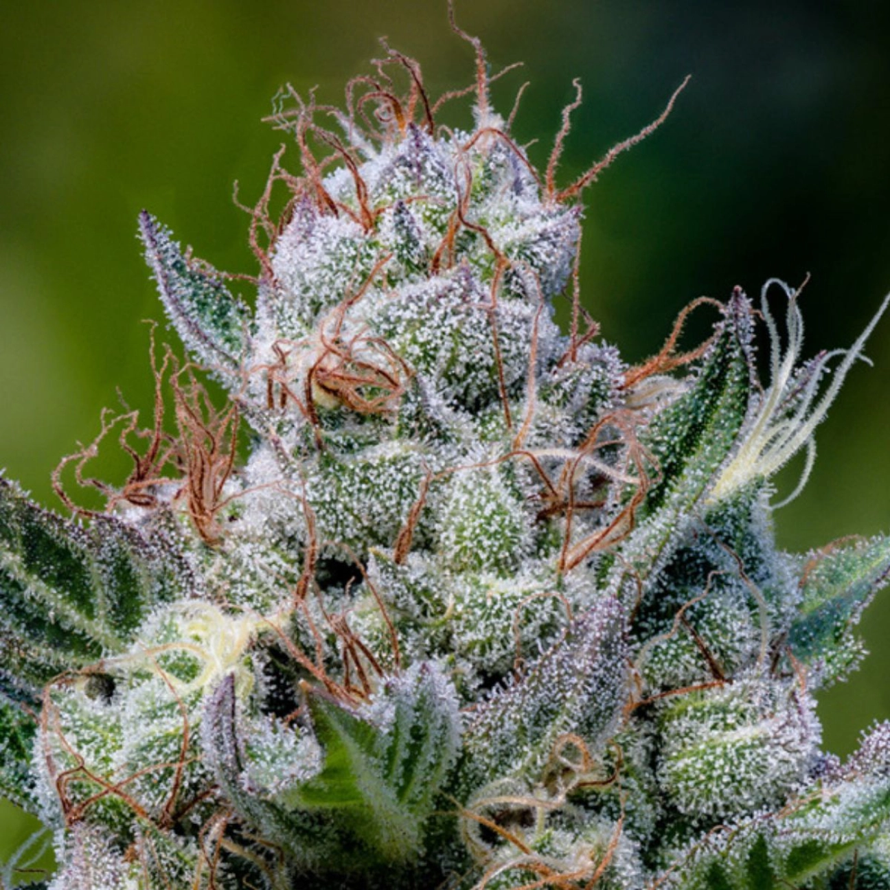 Green Apple Juice Auto – Anesia Seeds – Autoflowering