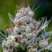 Green Apple Juice Auto Autoflowering cannabis flower bud by Anesia Seeds