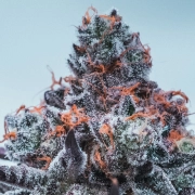 Deep Jealousy Auto Autoflowering cannabis flower bud by Anesia Seeds