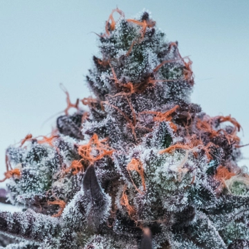 Deep Jealousy Auto Autoflowering cannabis flower bud by Anesia Seeds