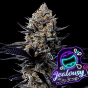 Jealousy Dankness Feminized cannabis flower bud by Anesia Seeds