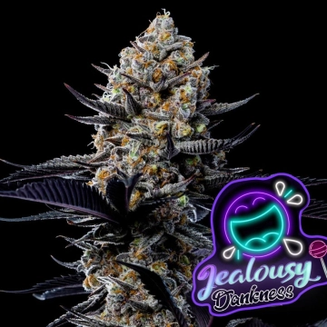 Jealousy Dankness Feminized cannabis flower bud by Anesia Seeds