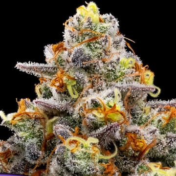 Purple Boost Highness Feminized cannabis flower bud by Anesia Seeds