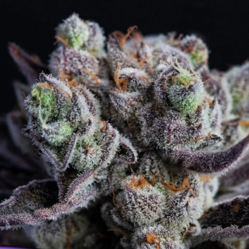 Blackberry Moonrocks® Feminized cannabis flower bud by Anesia Seeds