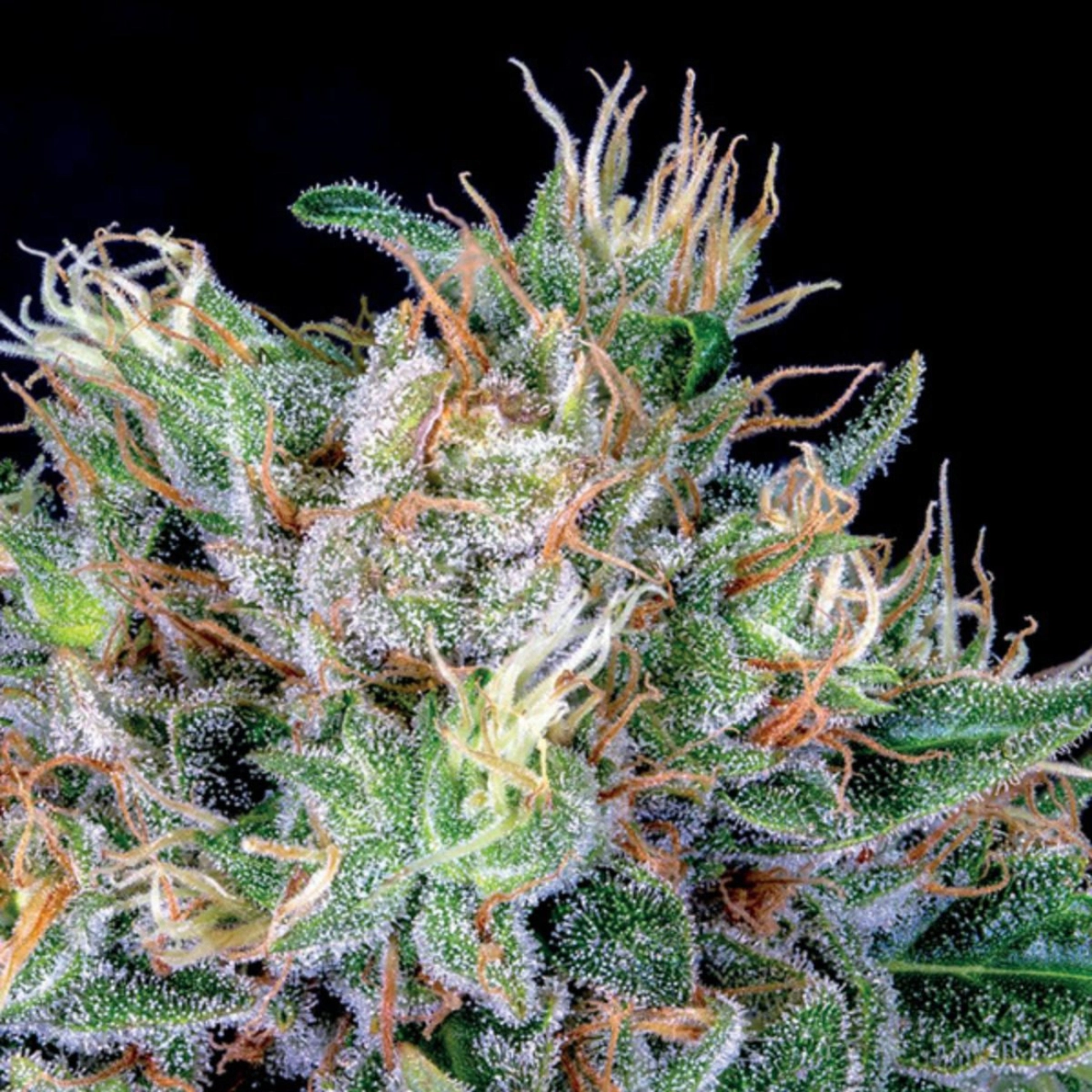 Amnesia Flash – Anesia Seeds – Feminized