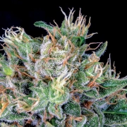 Amnesia Flash Feminized cannabis flower bud by Anesia Seeds