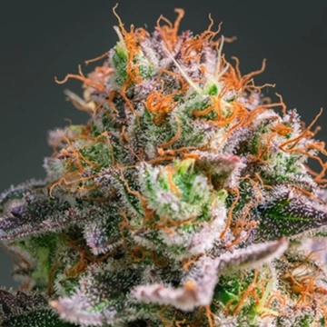 Apricot Oreoz Feminized cannabis flower bud by Anesia Seeds