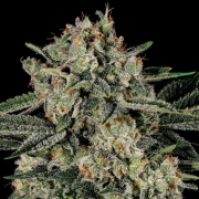 Banana MAC Feminized cannabis flower bud by Anesia Seeds