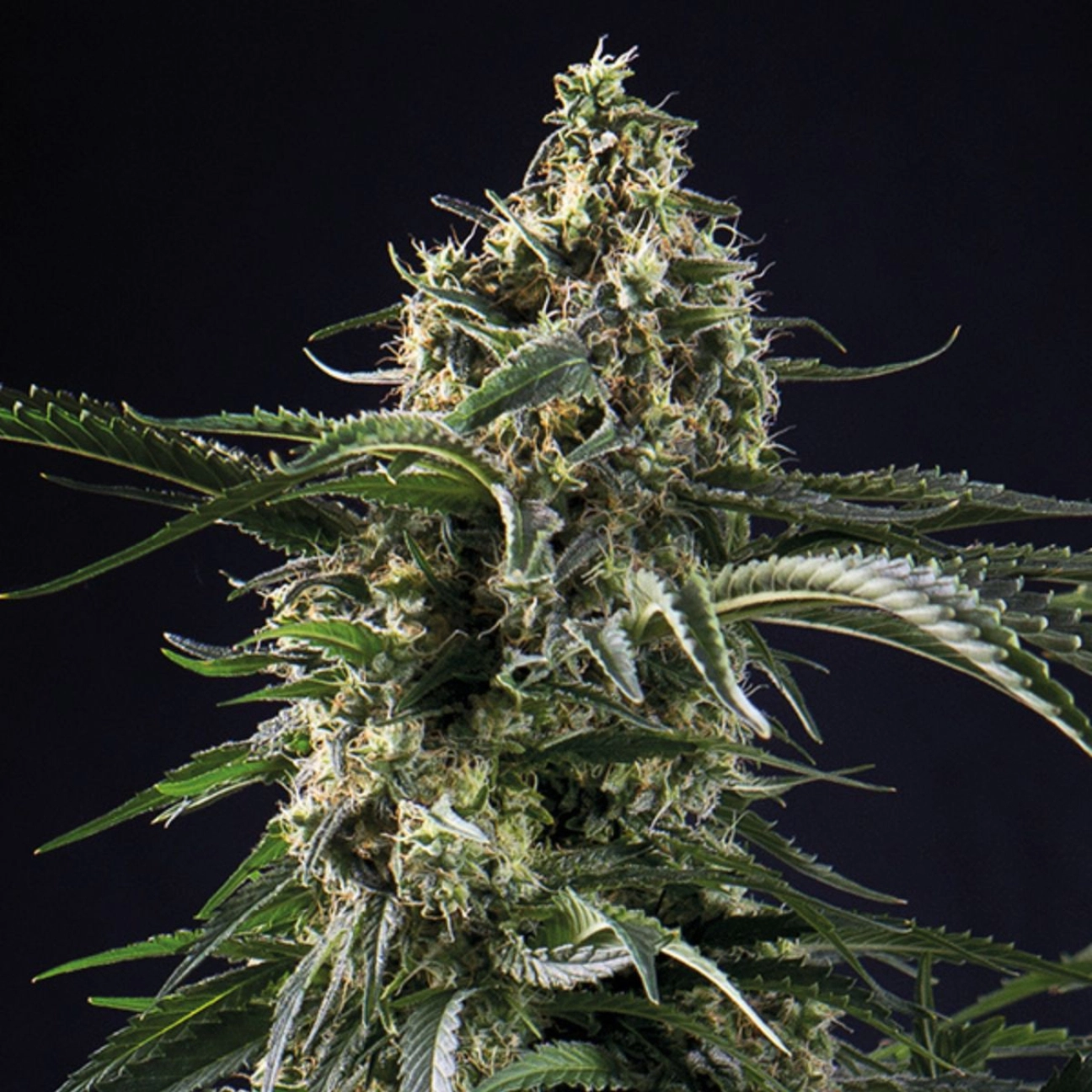 Big Bazooka – Anesia Seeds – Feminized