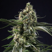Big Bazooka Feminized cannabis flower bud by Anesia Seeds