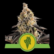 Cookies Gelato Auto Autoflowering cannabis flower bud by Royal Queen Seeds