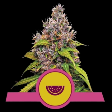 Watermelon Feminized cannabis flower bud by Royal Queen Seeds