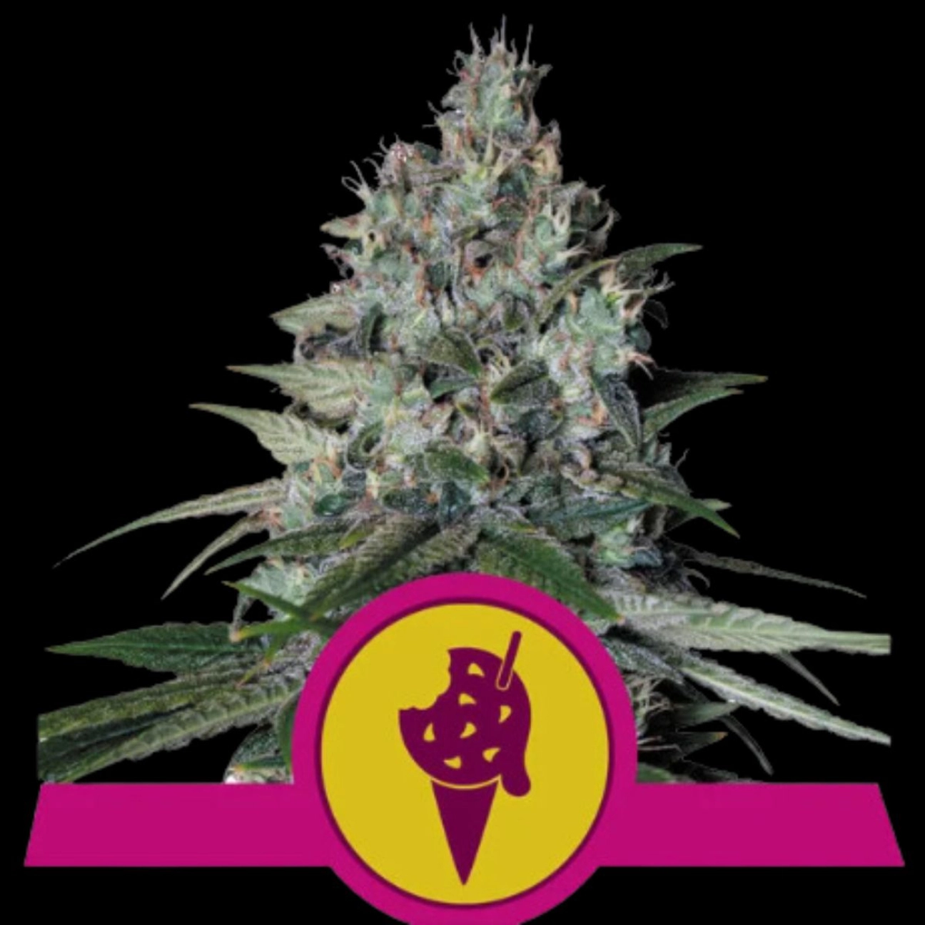 Cookies Gelato – Royal Queen Seeds – Feminized
