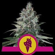 Cookies Gelato Feminized cannabis flower bud by Royal Queen Seeds