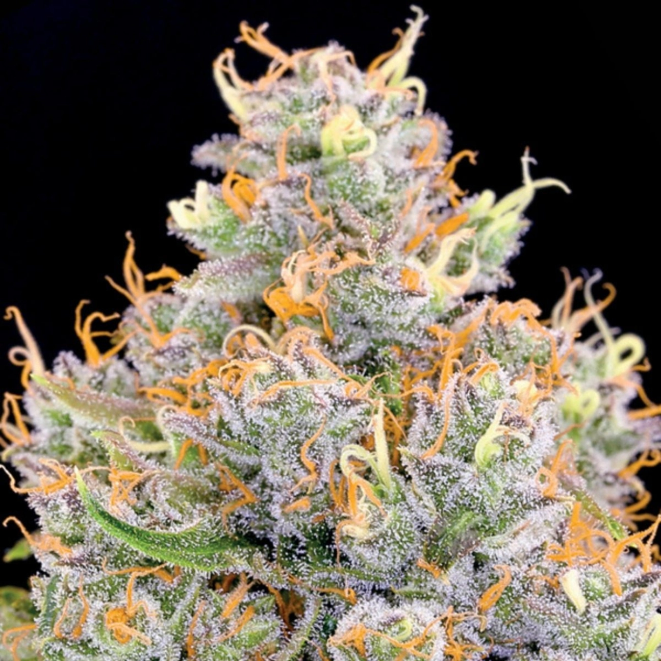 Future #1 – Anesia Seeds – Feminized