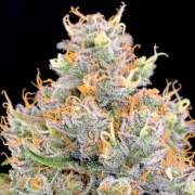 Future #1 Feminized cannabis flower bud by Anesia Seeds