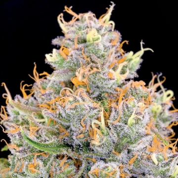 Future #1 Feminized cannabis flower bud by Anesia Seeds