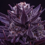 IMPERIUM X® Feminized cannabis flower bud by Anesia Seeds